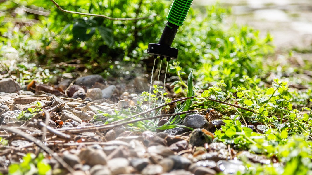 Verwunderlich Heisses Wasser Gegen Unkraut Bilder