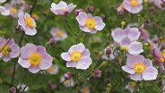 Blumen für schmetterlinge und bienen