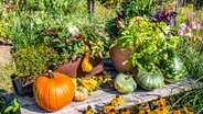 Verschiedene Kürbisarten liegen auf einer alten Holzbank, davor und dahinter Herbstblumen. © NDR Foto: Udo Tanske