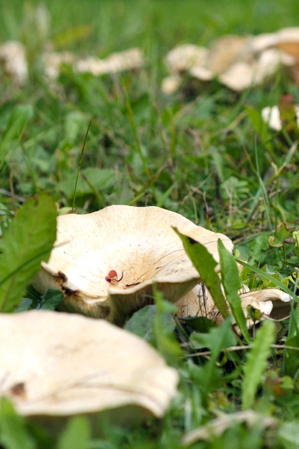 Hexenring: Was hilft gegen die Pilze im Rasen? | NDR.de - Ratgeber