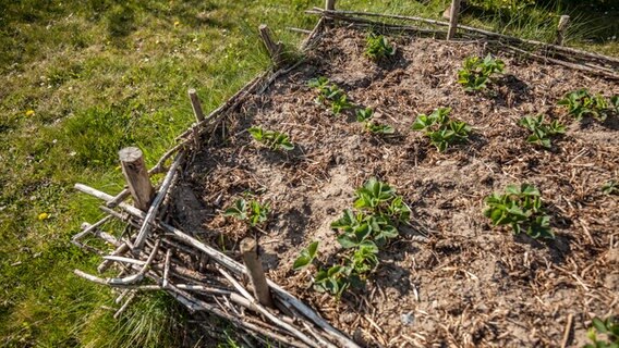 Hochbeet Anlegen Und Gemuse Pflanzen Ndr De Ratgeber Garten