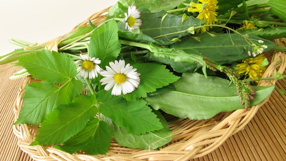 Fresh wild herbs lie in a basket © panthermedia Photo: HeikeRau