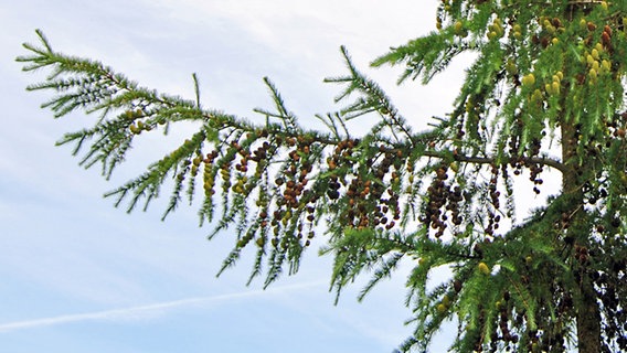 Ein Lärchenzweig mit Zapfen © NDR Foto: Janine Kühl