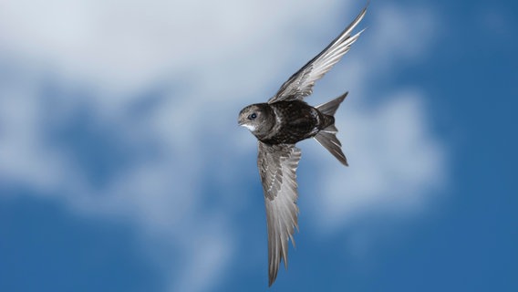 Mauersegler (apus apus) im Flug gegen blauen Himmel © picture alliance / imageBROKER | Dieter Mahlke 