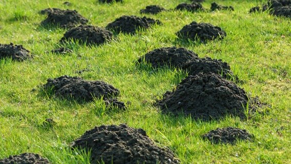 Maulwurfshügel auf einer Grasfläche. © Christian Schwier - Fotolia Foto: Christian Schwier