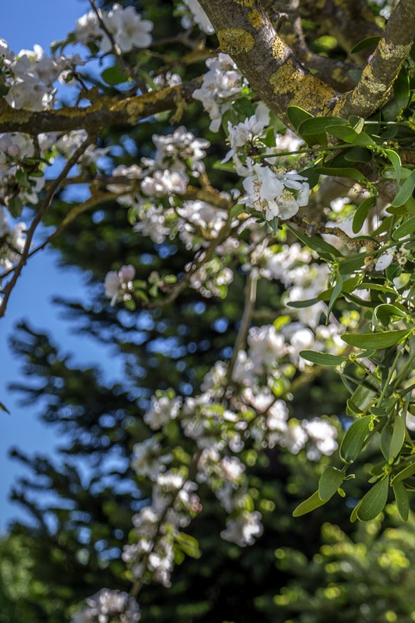 Misteln in Obstbäumen entfernen NDR.de Ratgeber Garten