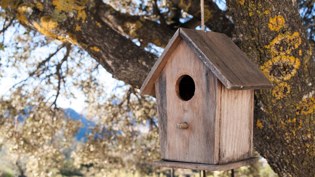 Nistkasten Vor Dem Fruhling Reinigen Ndr De Ratgeber Garten