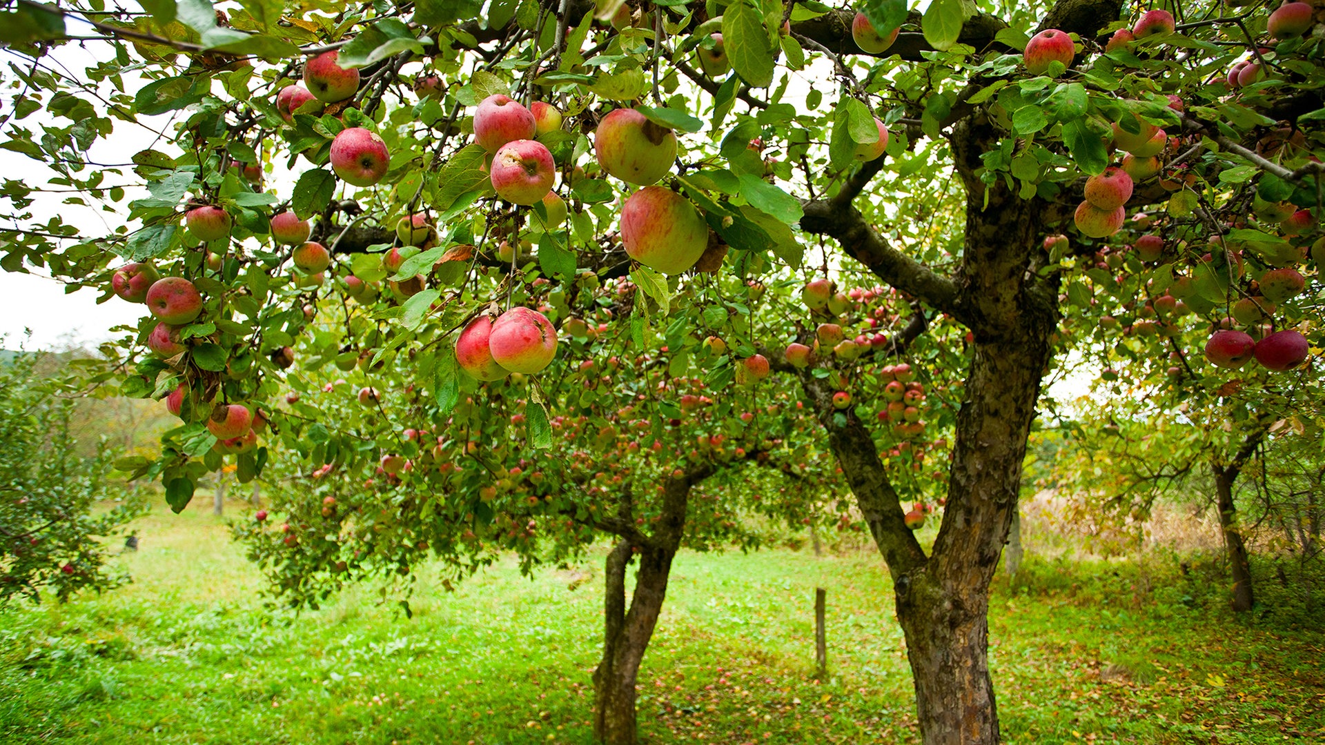 Apfelbäume pflanzen und - Ratgeber richtige NDR.de Garten - finden Nutzgarten - die | Sorte