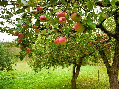 Apfelbäume pflanzen Sorte finden | - richtige die Nutzgarten - - NDR.de und Ratgeber Garten