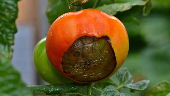 Blütenendfäule an einer Tomate © IMAGO/Zoonar Foto: Jürgen Vogt
