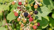 Brombeeren an einem Strauch. © NDR Foto: Claudia Timmann