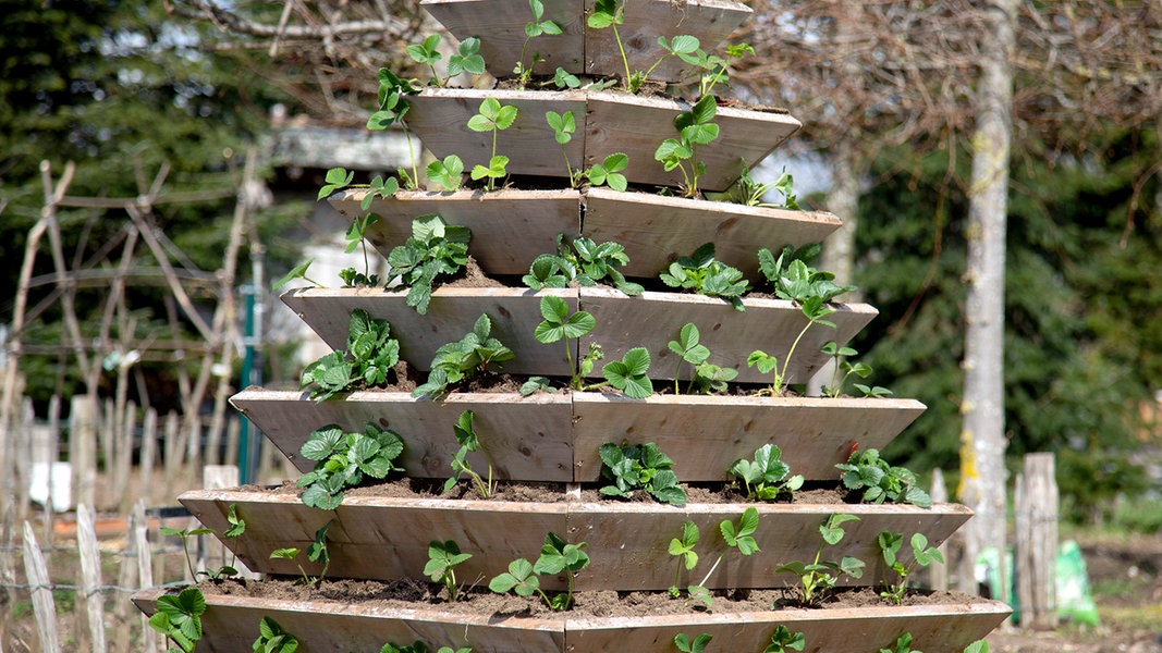 Anleitung für den Bau einer Erdbeerpyramide