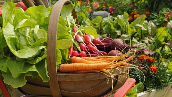 Frisch geerntetes Gemüse in einem Korb © imago/Imagebroker 