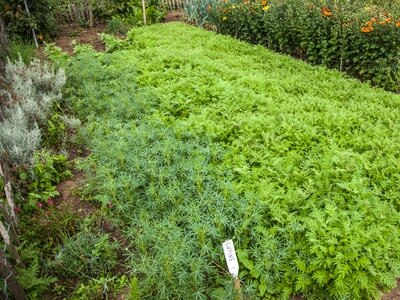 Grundungung Im Herbst Starkt Gemusepflanzen Ndr De Ratgeber Garten