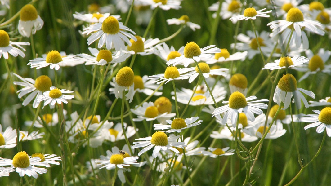 Heilpflanzen und Heilkräuter im Garten anbauen NDR.de