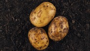 Drei Kartoffeln liegen auf der Erde. © colourbox Foto: -