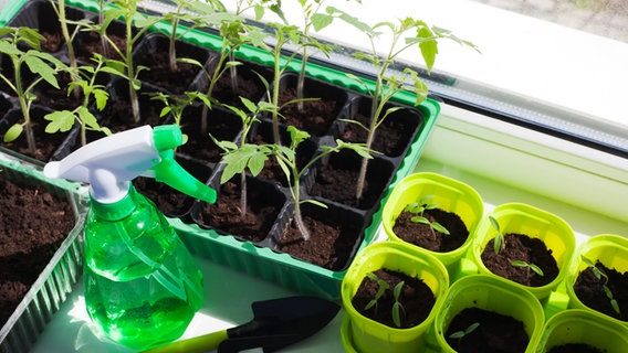 Seedlings in containers stand on a windowsill © Fotolia Photo: Galinka