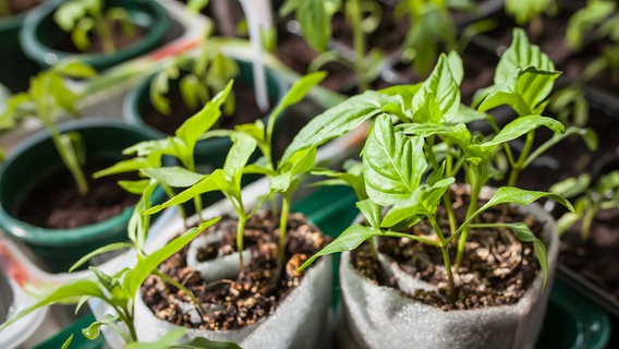 Young pepper plants in seed pots © Colourbox Photo: Alinsa