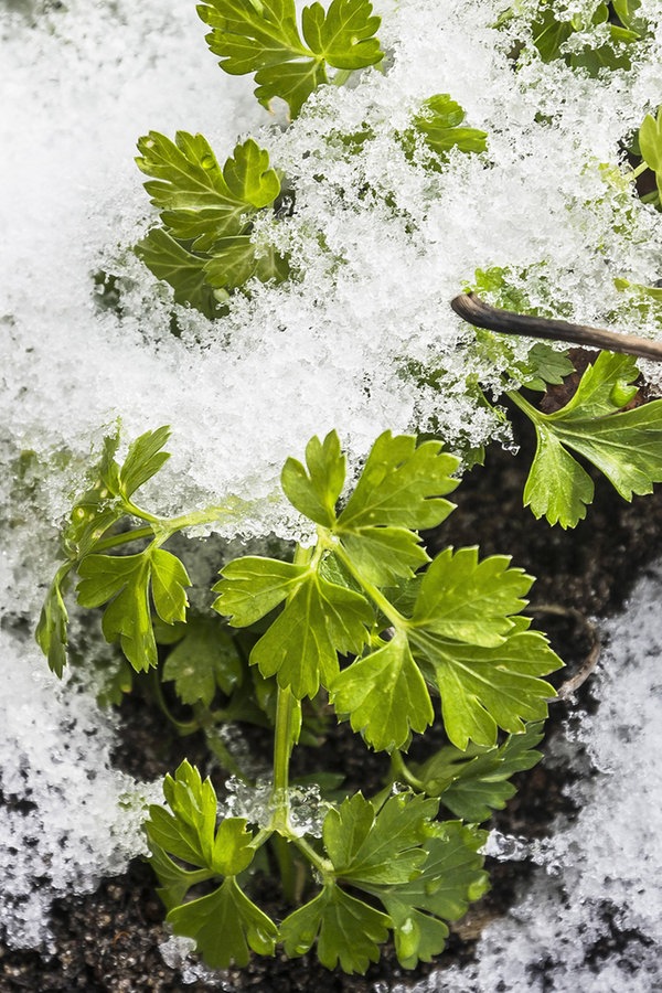 Krauter Richtig Uberwintern Ndr De Ratgeber Garten