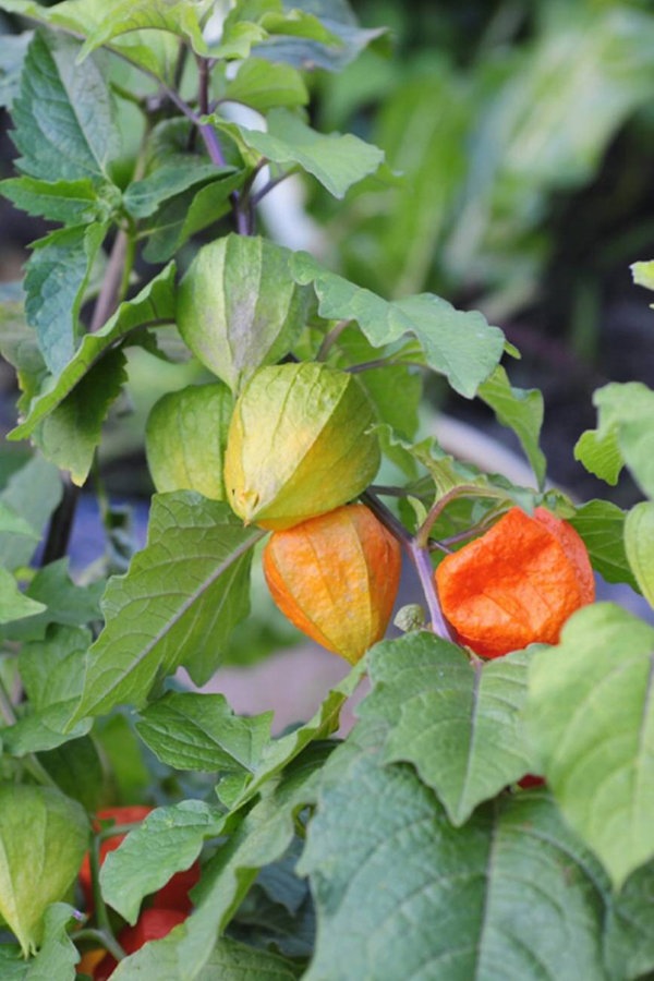 Physalis im Kübel anbauen und pflegen NDR.de Ratgeber