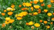 Blühende Ringelblumen in einem Beet. © Colourbox Foto: HDesert