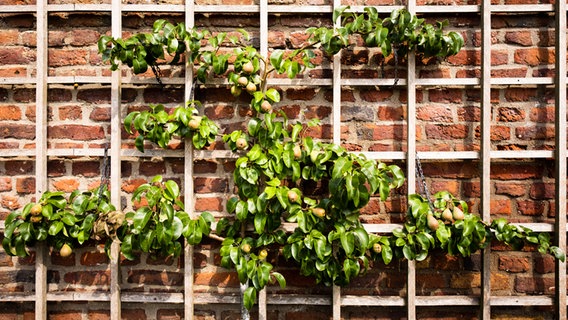 Ein Apfelbaum steht an einem Spalier vor einer Backsteinwand. © Imago Images Foto: Robert Poorten