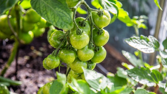Grüne Tomaten wachsen am Strauch © NDR Foto: Udo Tanske