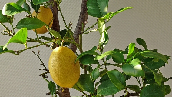 Reife Zitronen hängen an einer Kübelpflanze. © NDR Foto: Axel Franz