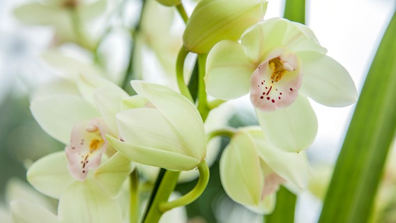 Weiße Orchideen-Blüten © NDR Foto: Udo Tanske
