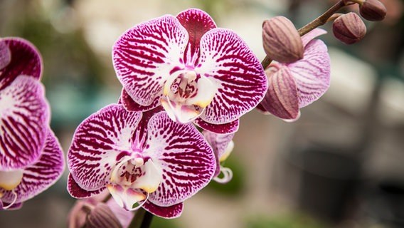 Lilafarbene Orchideen-Blüten © NDR Foto: Udo Tanske
