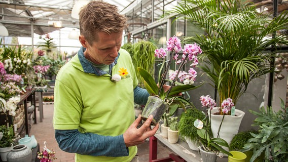 Orchideen beim Kauf gut betrachten © NDR Foto: Udo Tanske