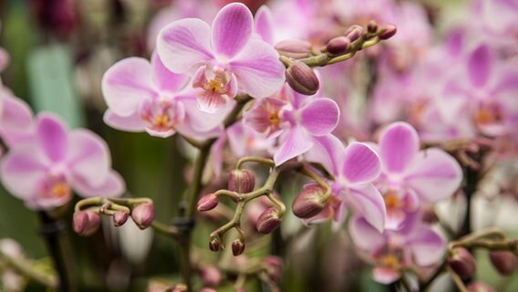 Orchideen-Blüten und -Knospen © NDR Foto: Udo Tanske