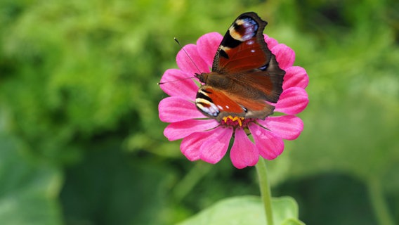 Ein Pfauenauge auf einer pinkfarbenen Zinnie im Garten. © NDR Foto: Anja Deuble