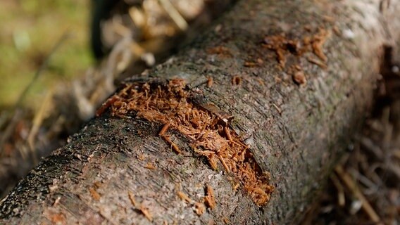 Pilze Im Garten Zuchten Ndr De Ratgeber Garten