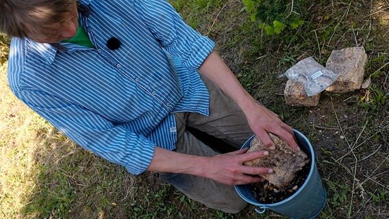 Pilze Im Garten Zuchten Ndr De Ratgeber Garten