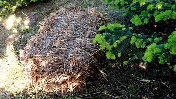 Pilze Im Garten Zuchten Ndr De Ratgeber Garten