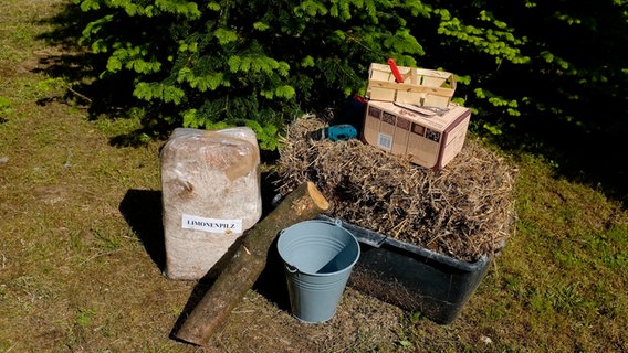 Pilze Im Garten Zuchten Ndr De Ratgeber Garten