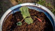 Erdbeeren pflanzen und pflegen