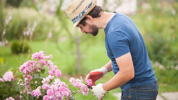 A man prune a blooming rose in the garden © Colourbox Photo: Alinsa