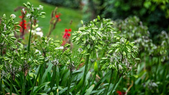Verblühte Blüten einer Schmucklilie © NDR Foto: Udo Tanske