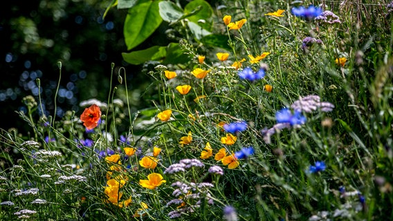 Blühende Blumenwiese in der Sonne. © NDR Foto: Udo Tanske