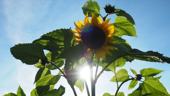 Eine blühende Sonnenblume im Gegenlicht. © NDR Foto: Anja Deuble