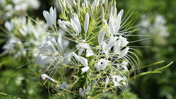 Eine Spinnenblume (Cleome spinosa) © picture alliance / dpa Themendienst Foto: Andrea Warnecke