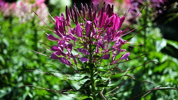 Eine Spinnenblume (Cleome spinosa) © picture alliance / Jens Kalaene/dpa-Zentralbild/ZB Foto: Jens Kalaene