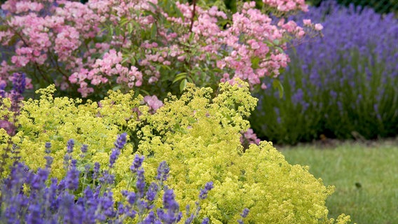 Colorful perennials in the garden © Colourbox Photo: pbombaert