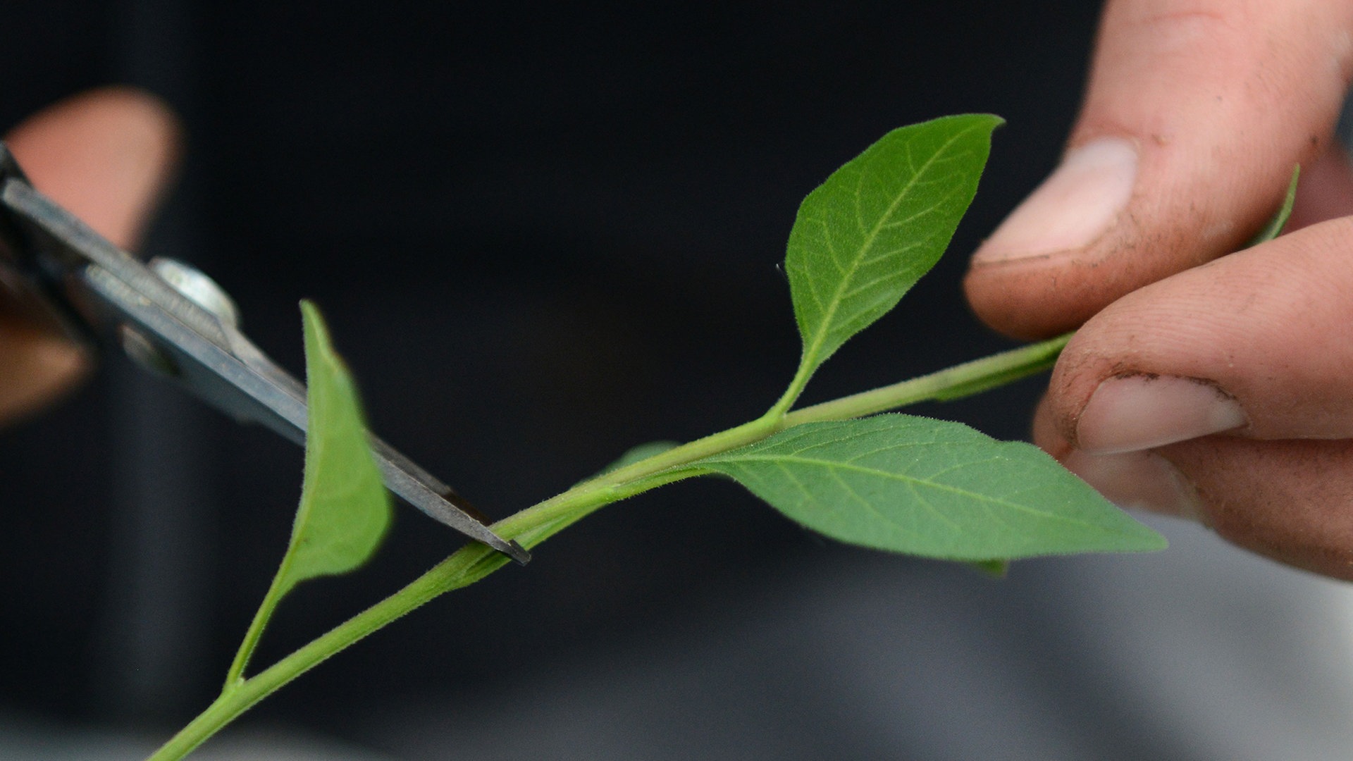 Zimmerpflanzen Vermehren So Geht S Ndr De Ratgeber Garten Zimmerpflanzen