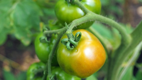 Tomaten wachsen am Strauch in einem Gemüsegarten, eine davon mit rötlicher Färbung. © NDR Foto: Anja Deuble