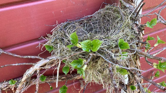 Ein Vogelnest an der Rückseite eines Gartenhauses © NDR Foto: NDR