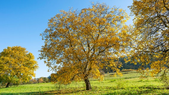 Walnussbaum mit Herbstlaub im Sonnenschein © picture alliance / imageBROKER Foto: Frank Sommariva