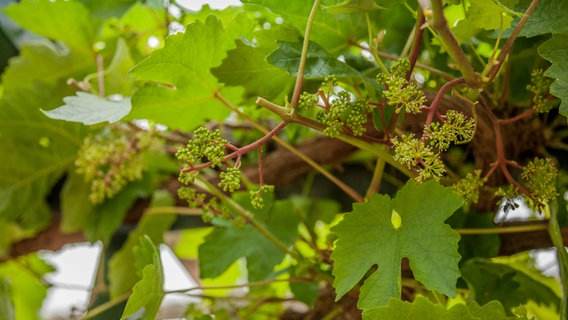 Weinpflanze © NDR Foto: Udo Tanske